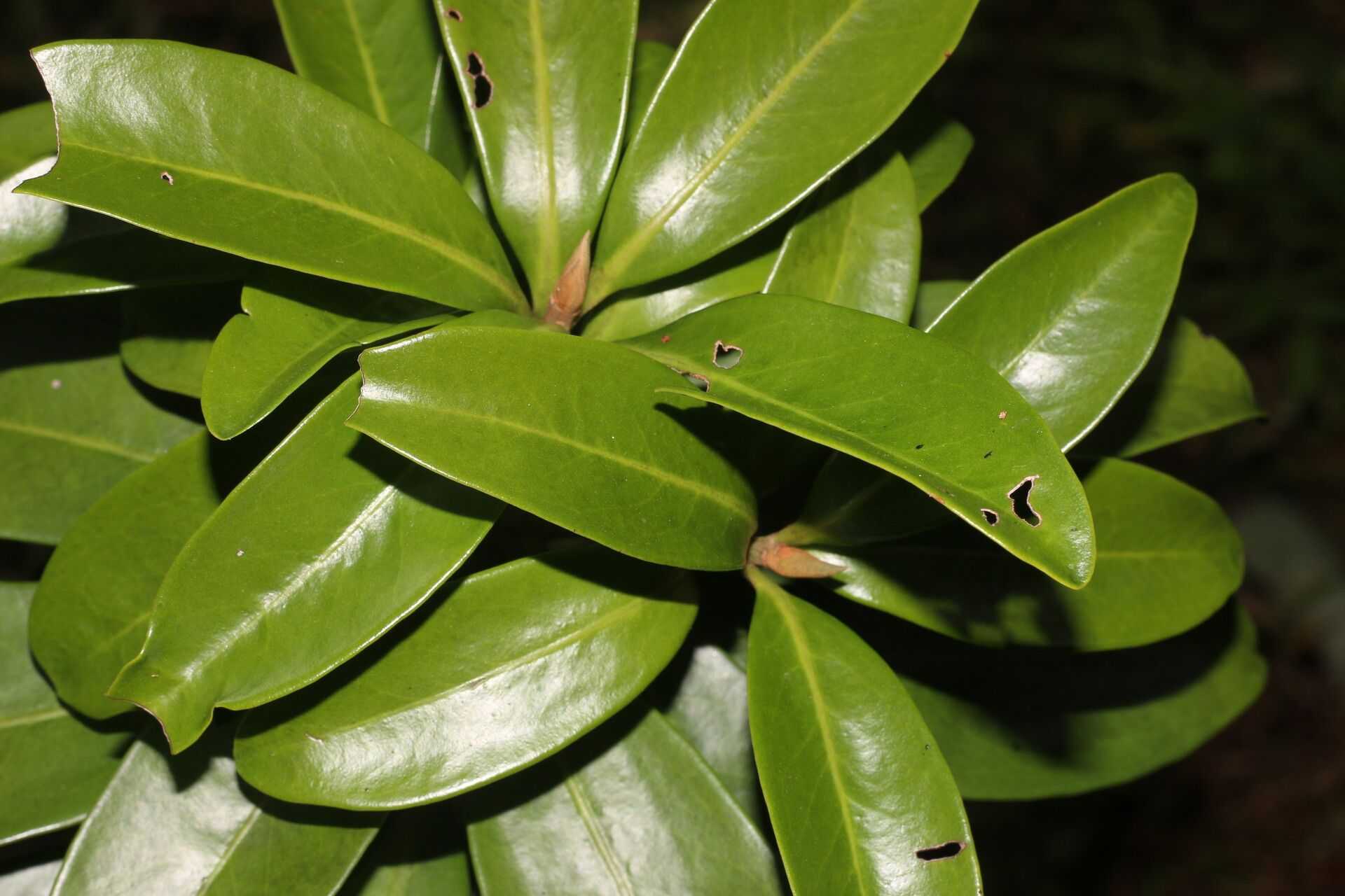 Ardisia densiflora — search result for 'Ardisia'