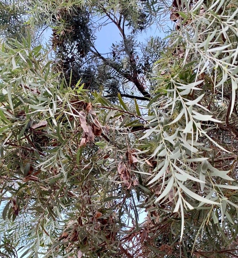 Acacia pendula fruit