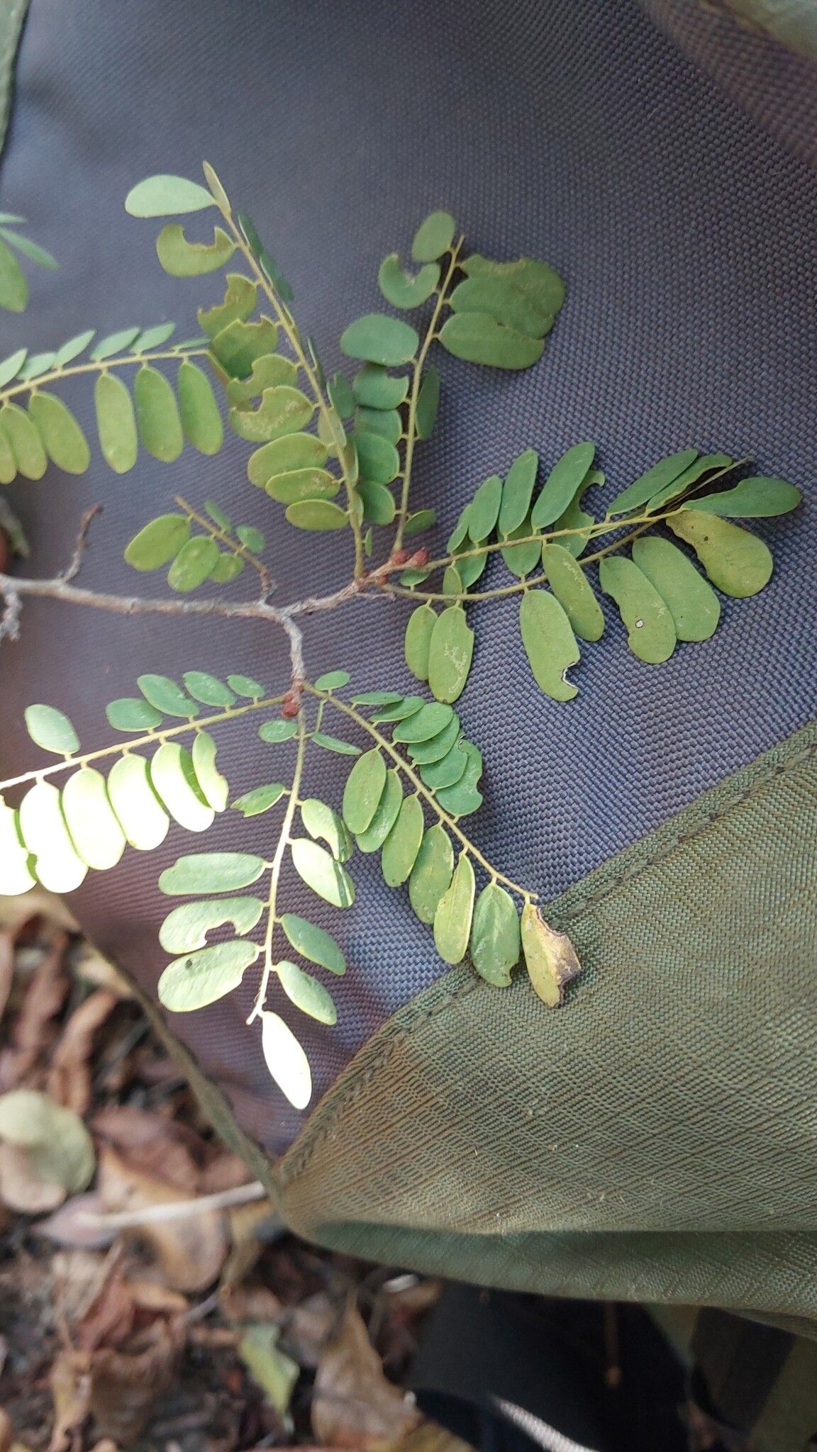 Dalbergia davidii — houseplant care guide