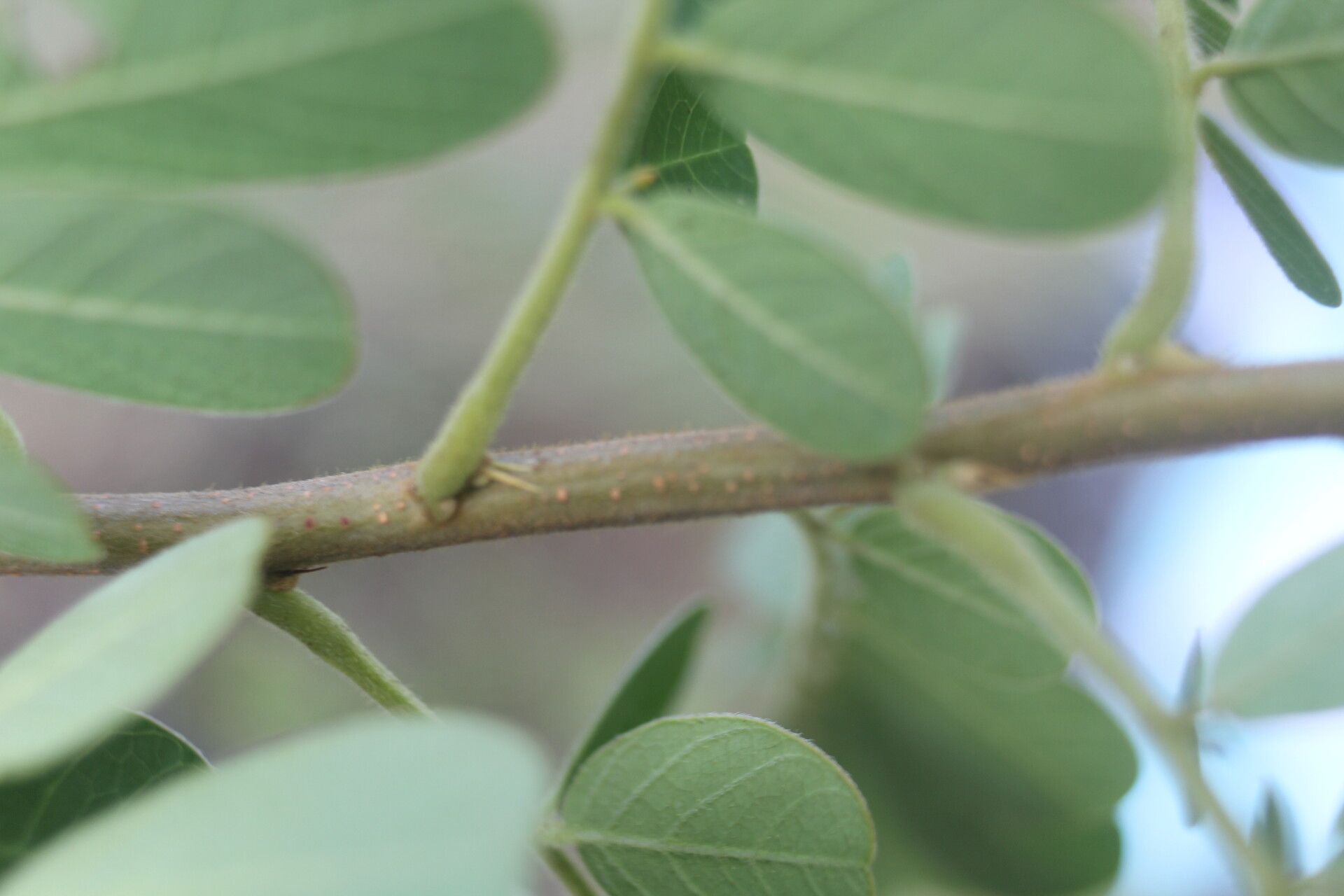 Senna skinneri — search result for 'Senna'