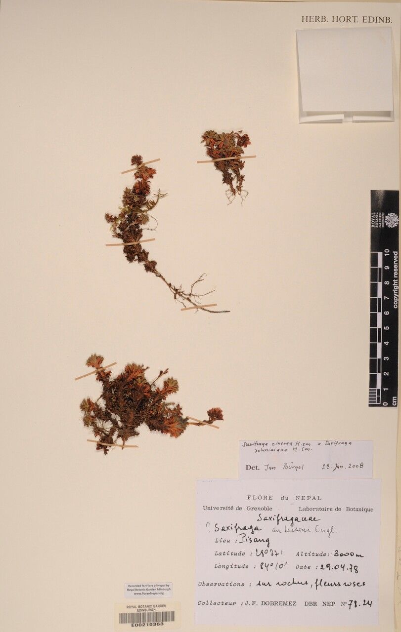 Saxifraga cinerea — houseplant care guide