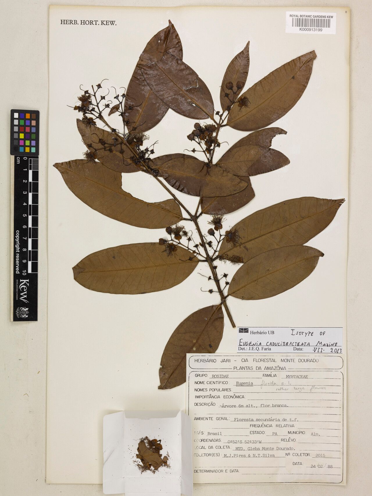 Eugenia caducibracteata — houseplant care guide