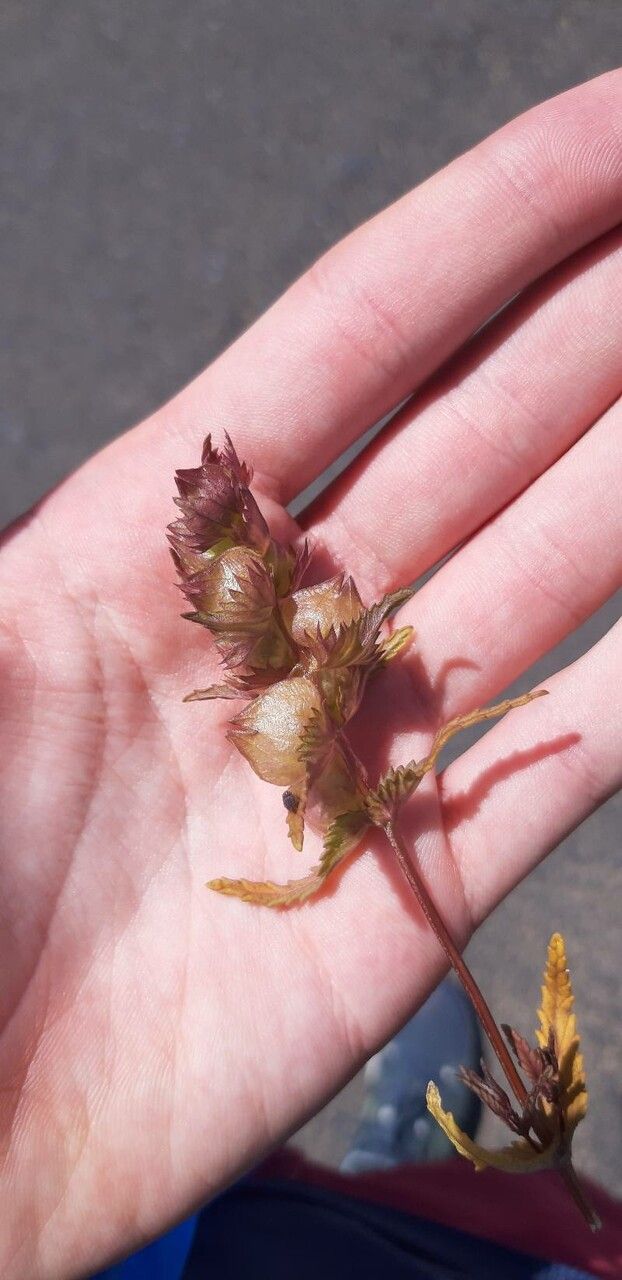 Rhinanthus pumilus fruit