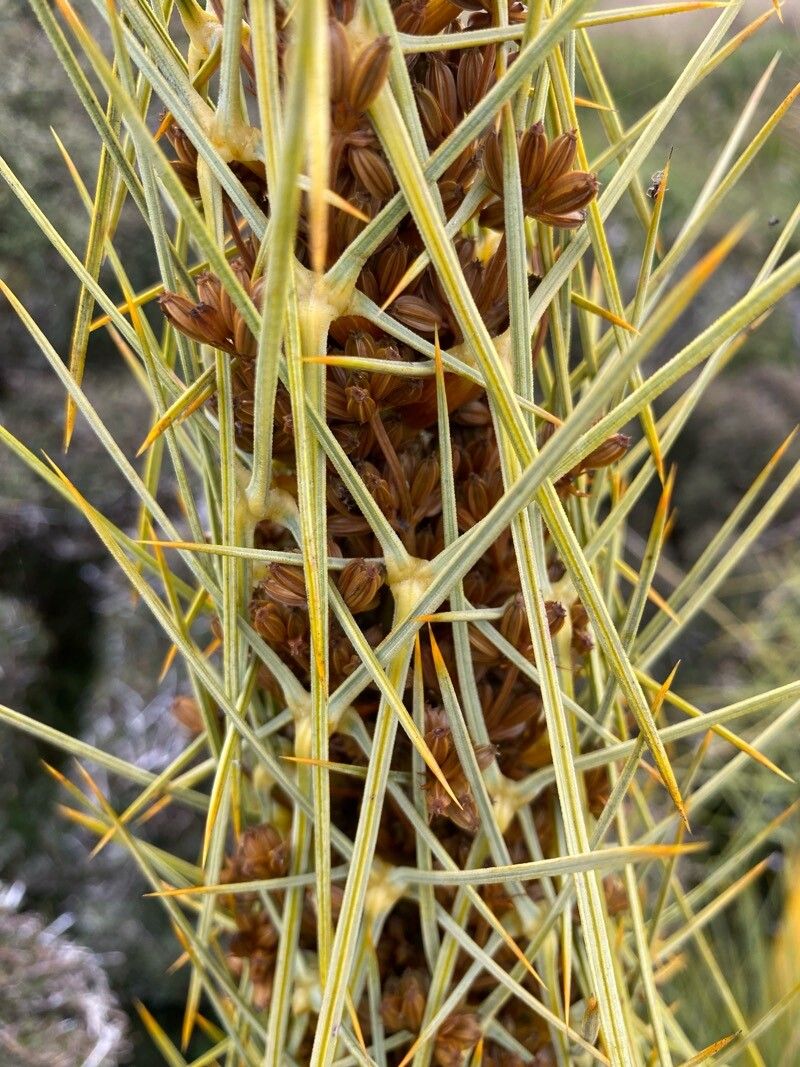 Aciphylla squarrosa — houseplant care guide