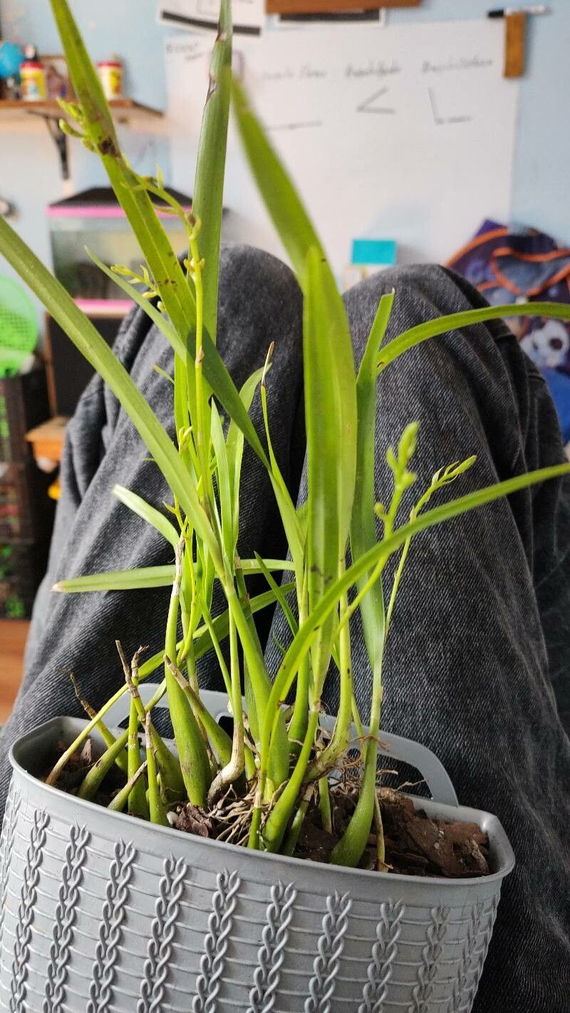 Prosthechea ochracea — houseplant care guide