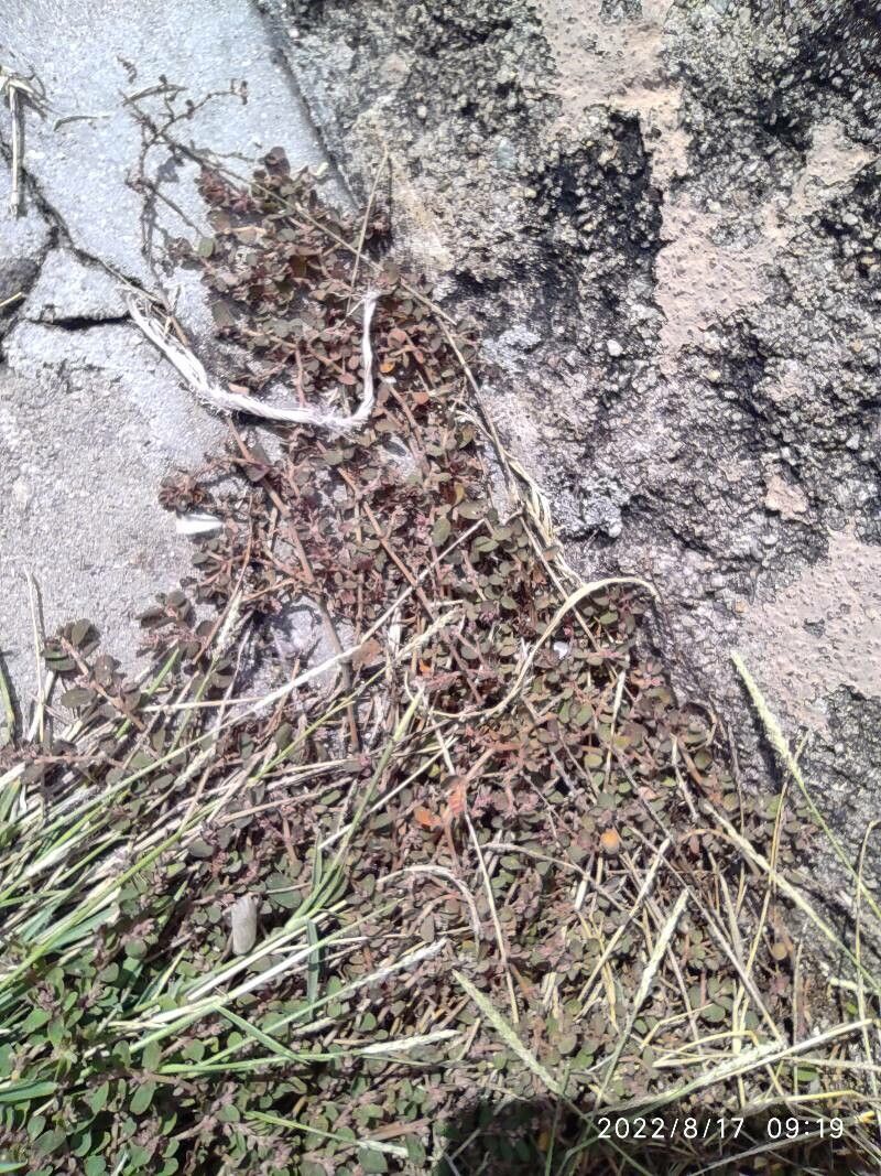 Tiquilia plicata leaf