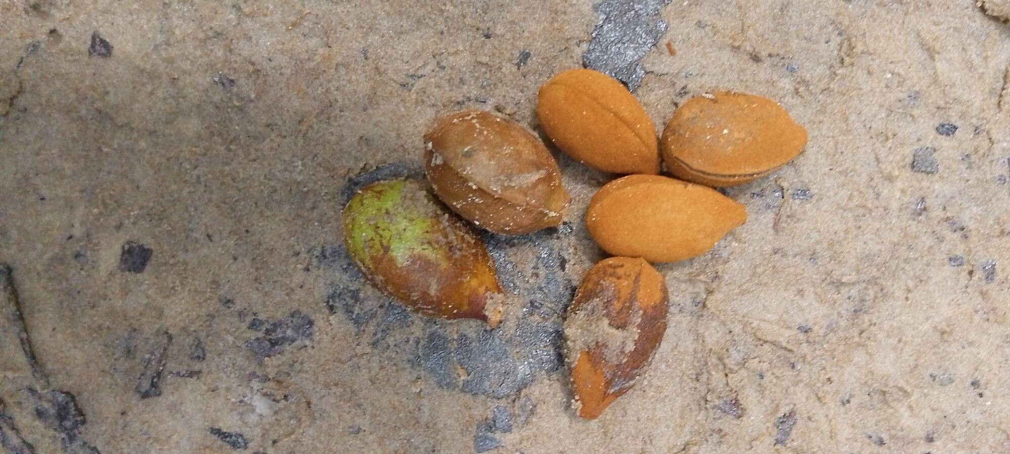 Pycnanthus angolensis fruit