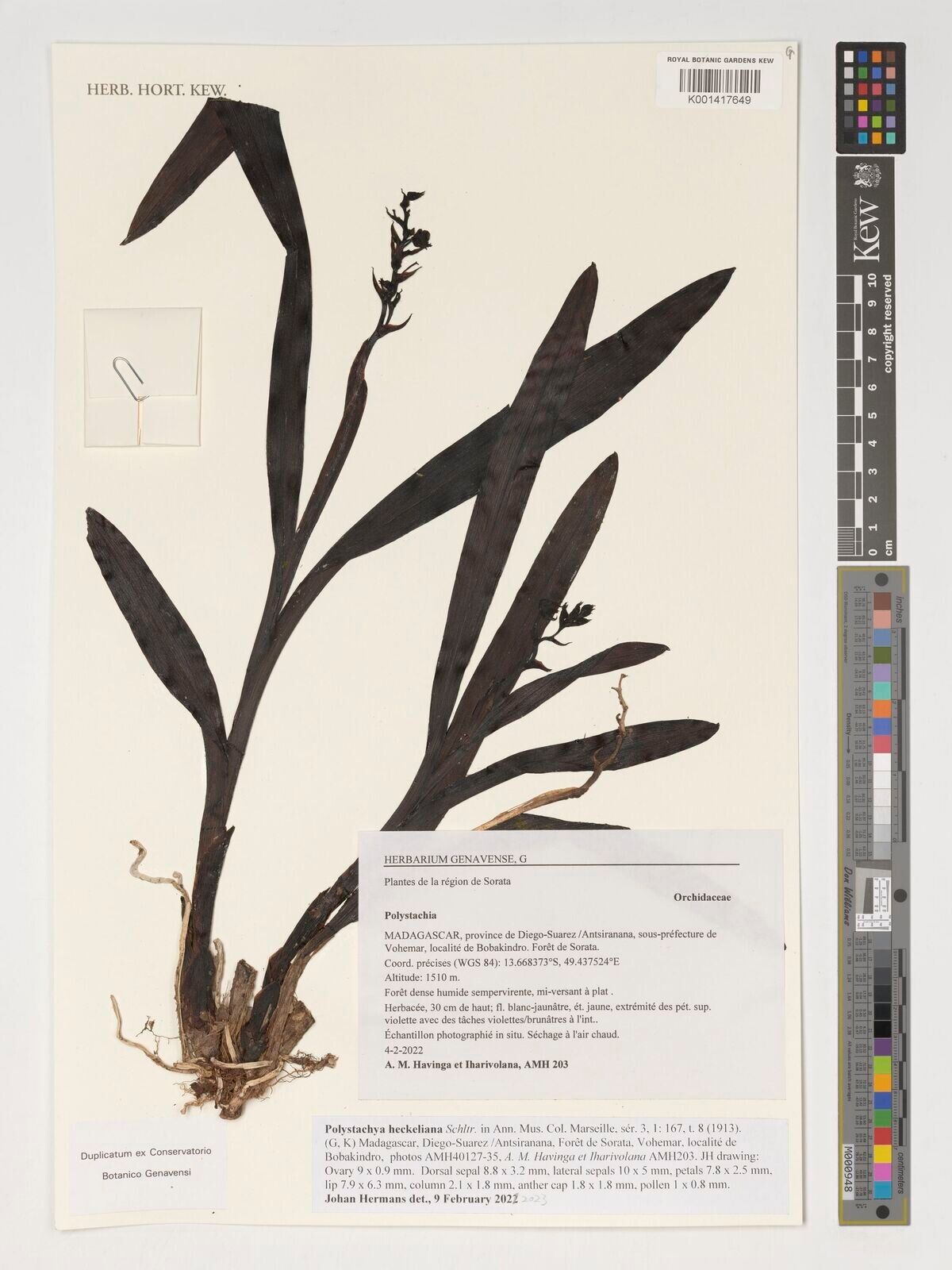 Polystachya heckeliana — houseplant care guide