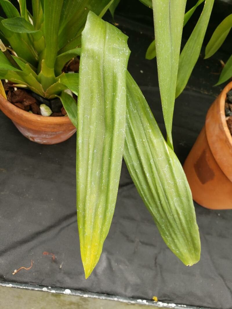Brassia arachnoidea leaf