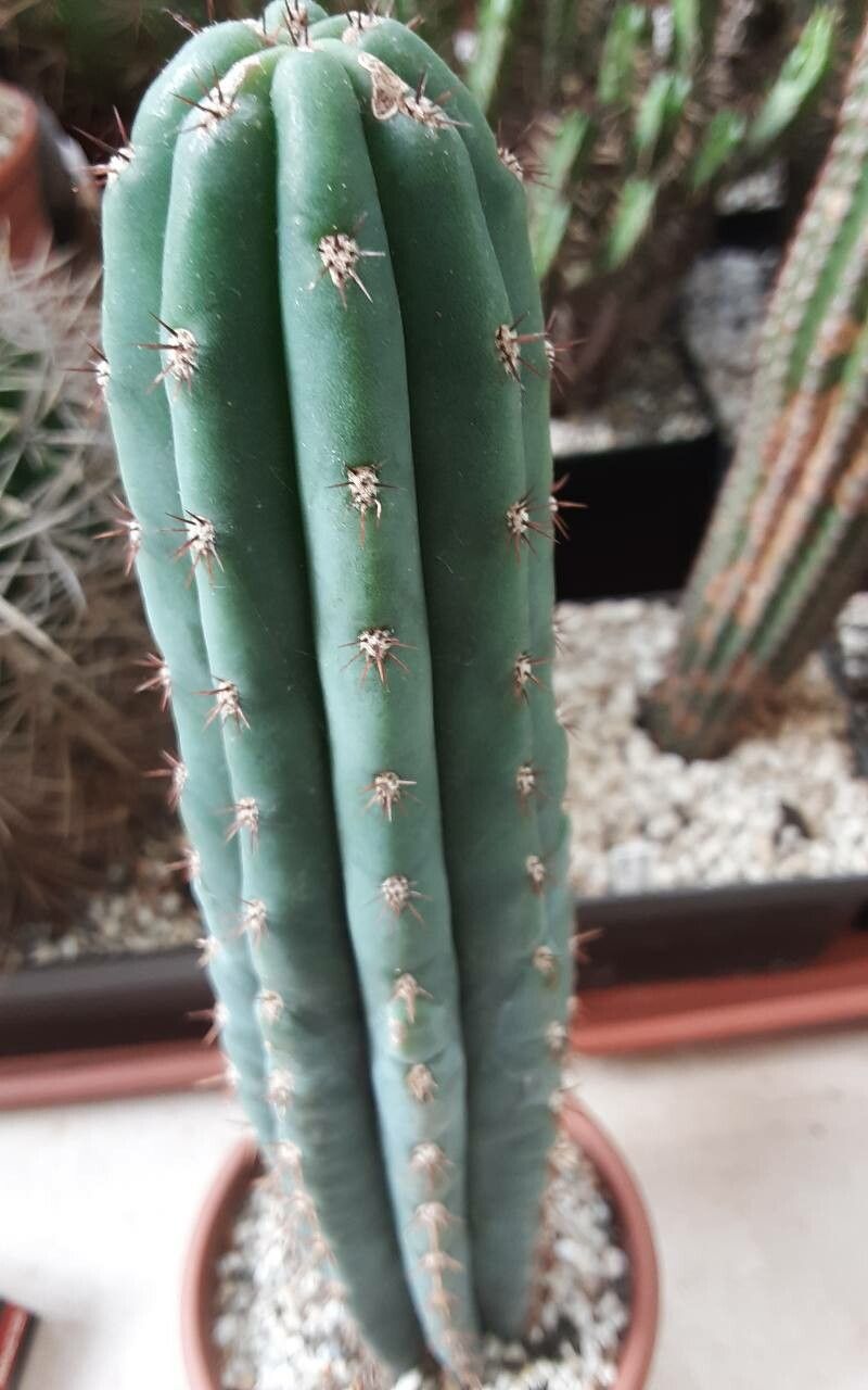 Echinopsis macrogona flower