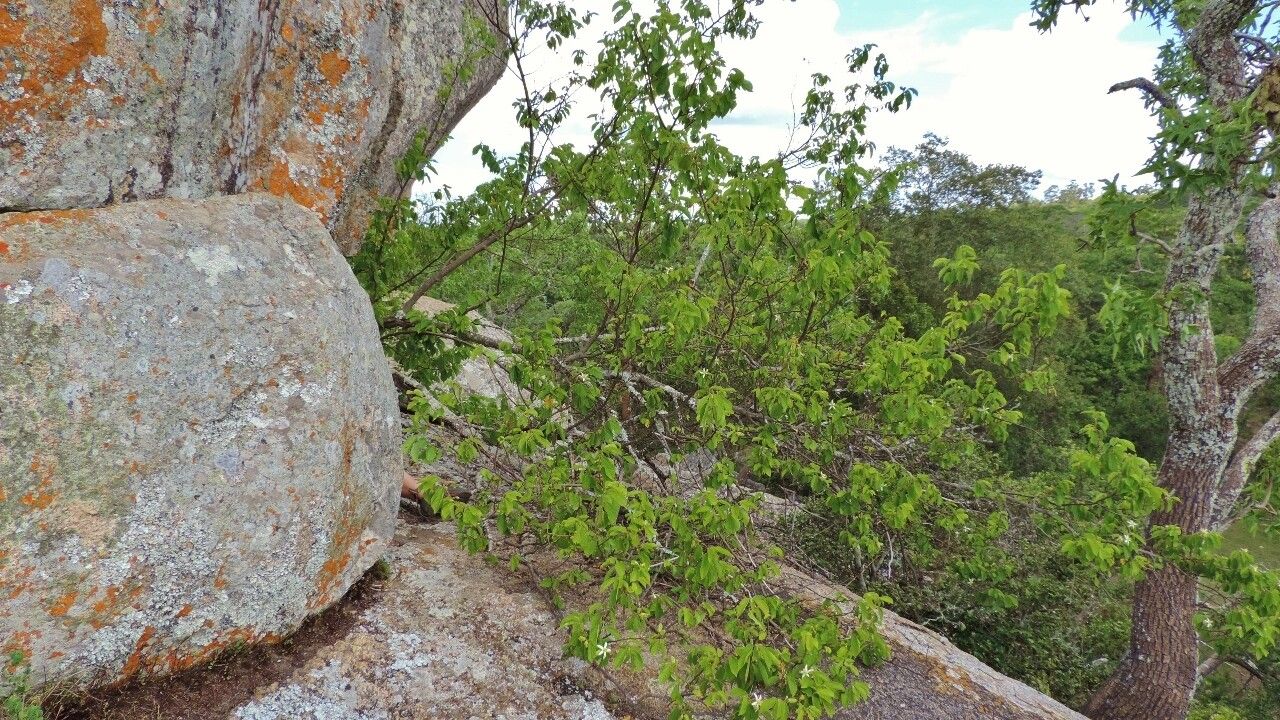 Grewia stolzii habit