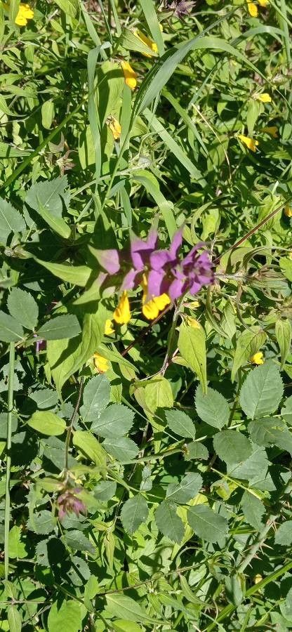 Melampyrum catalaunicum leaf