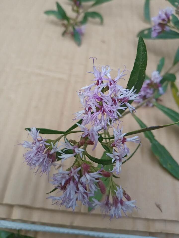 Vernonanthura montevidensis — related species from the same genus