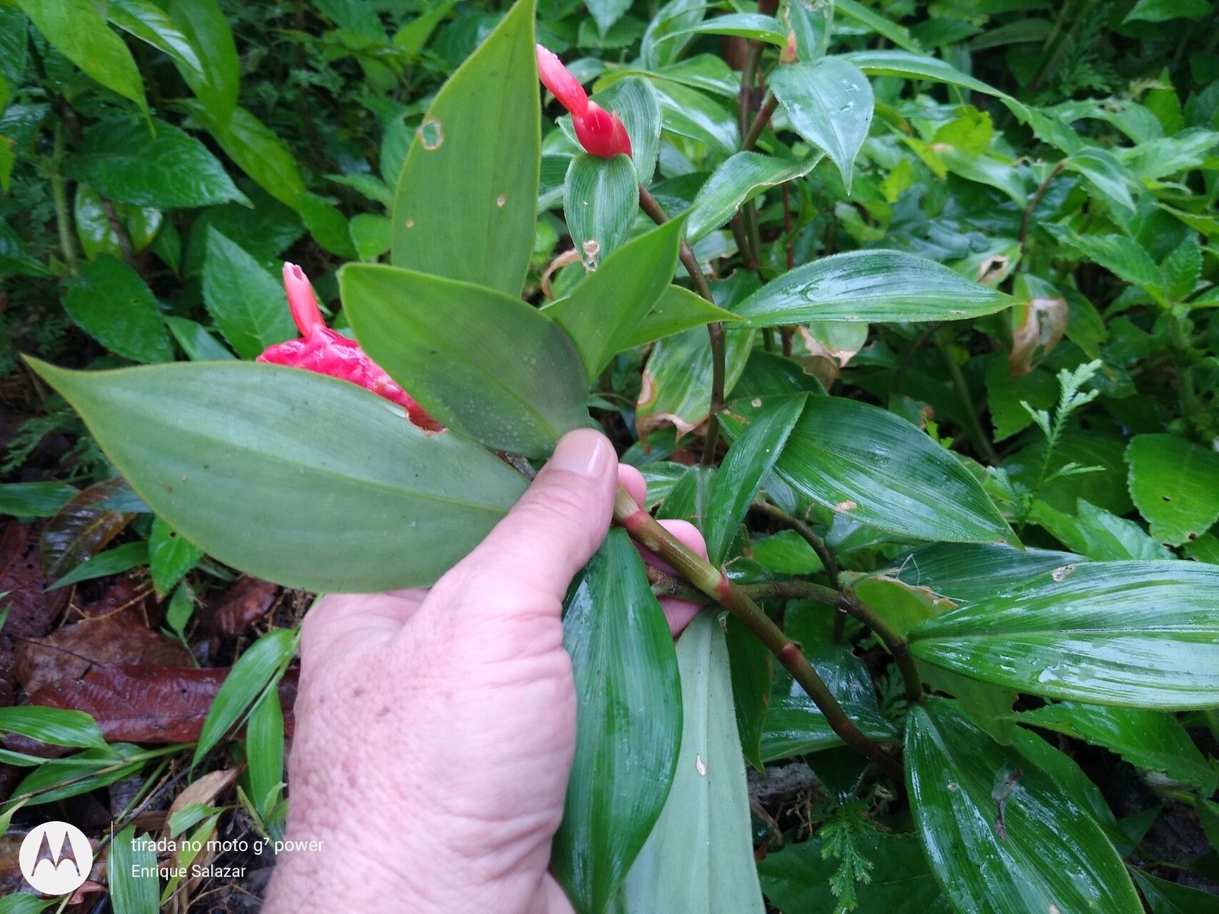 Costus sprucei habit