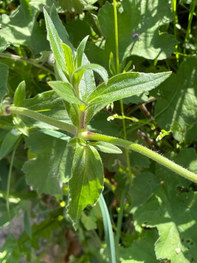 Silene × hampeana — search result for 'Silene'