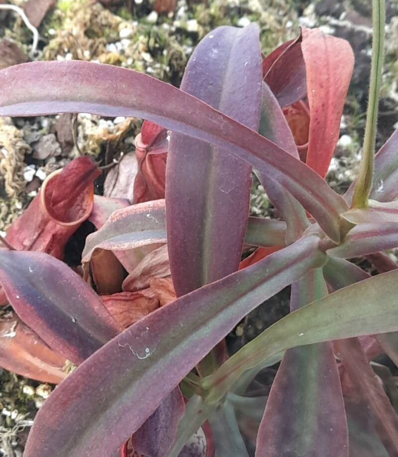 Nepenthes smilesii habit