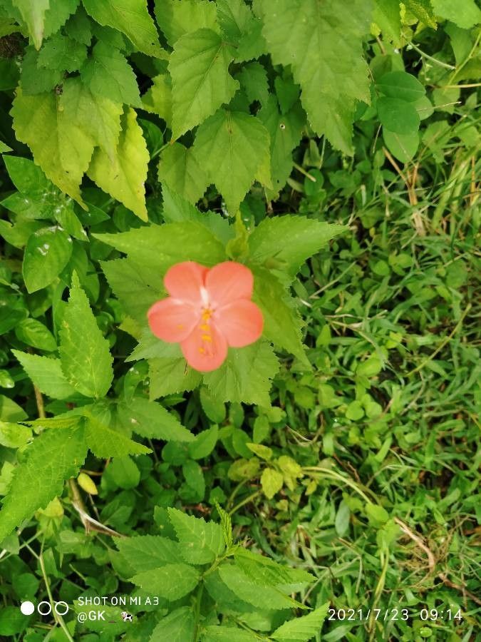 Hibiscus phoeniceus flower