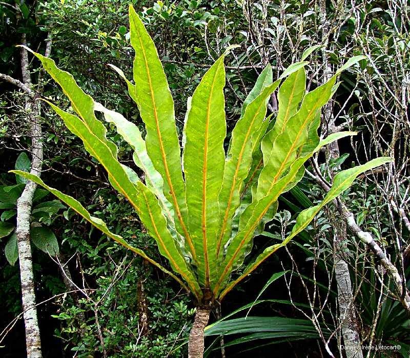 Meryta schizolaena — houseplant care guide