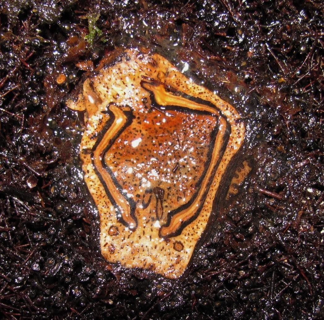 Cyathea acutidens bark