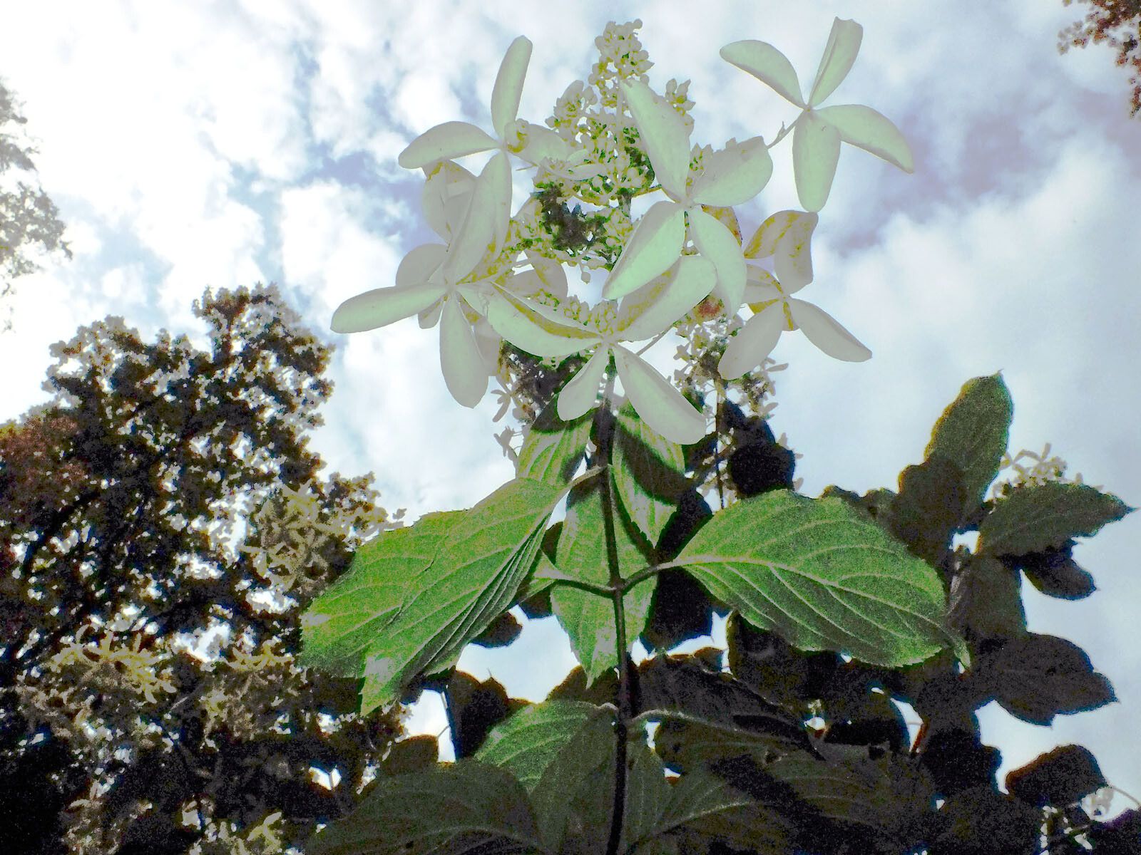 Schizophragma hydrangeoides flower