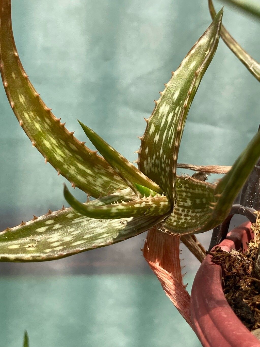 Aloe tegetiformis — houseplant care guide
