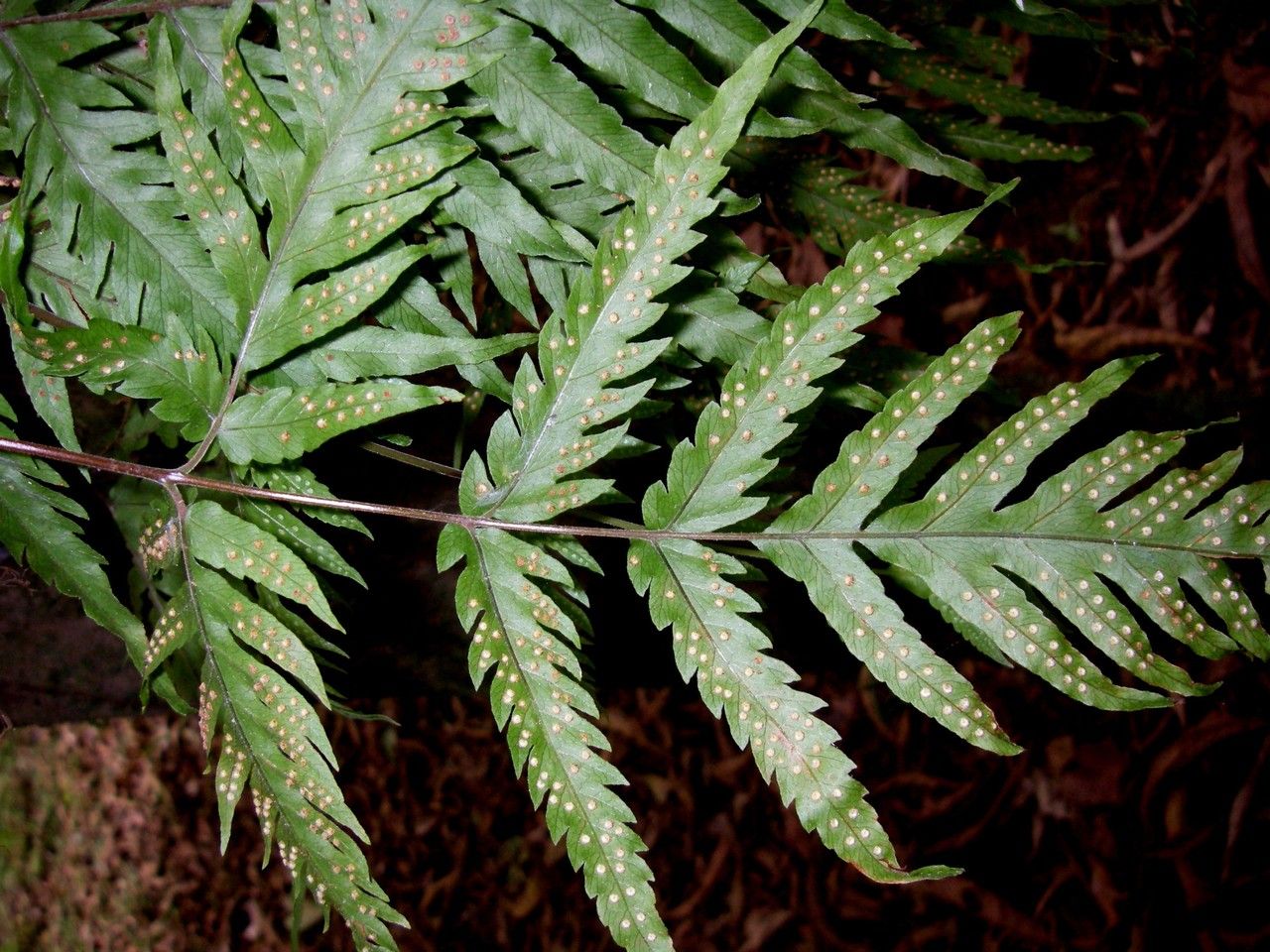 Tectaria mexicana leaf