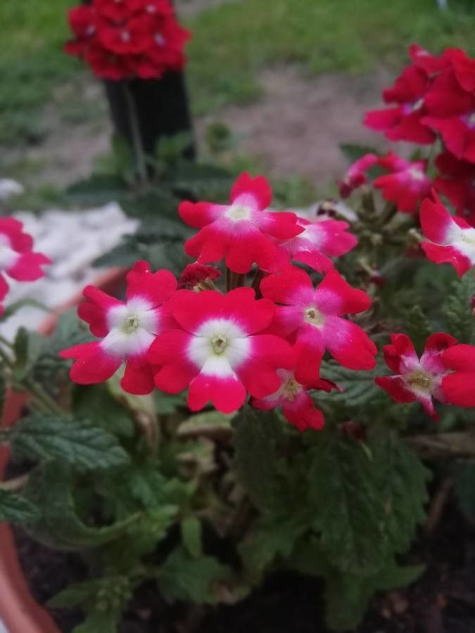 Verbena x hybrida flower