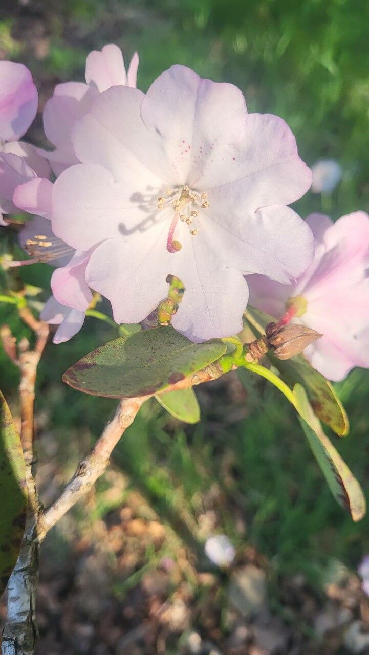 Rhododendron vernicosum flower