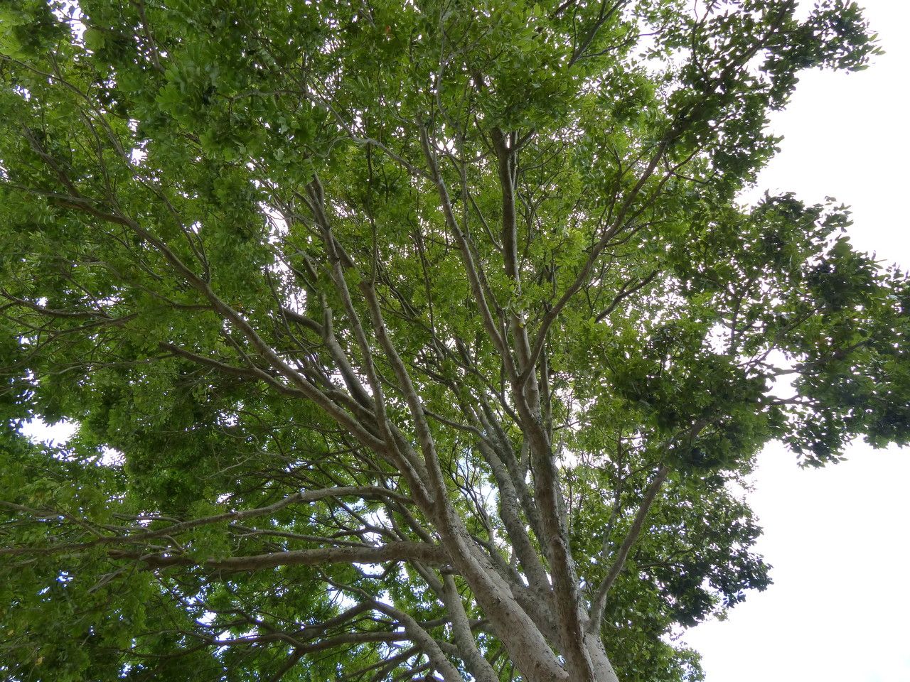 Khaya anthotheca habit