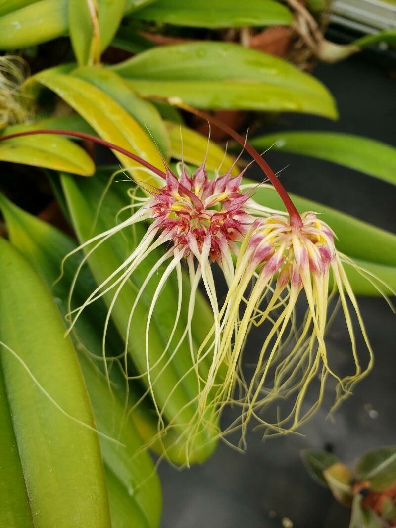 Bulbophyllum vaginatum flower