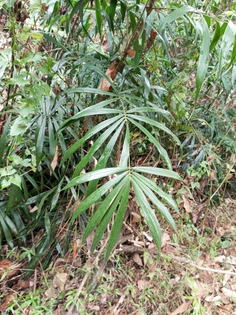 Calamus rheedei — houseplant care guide