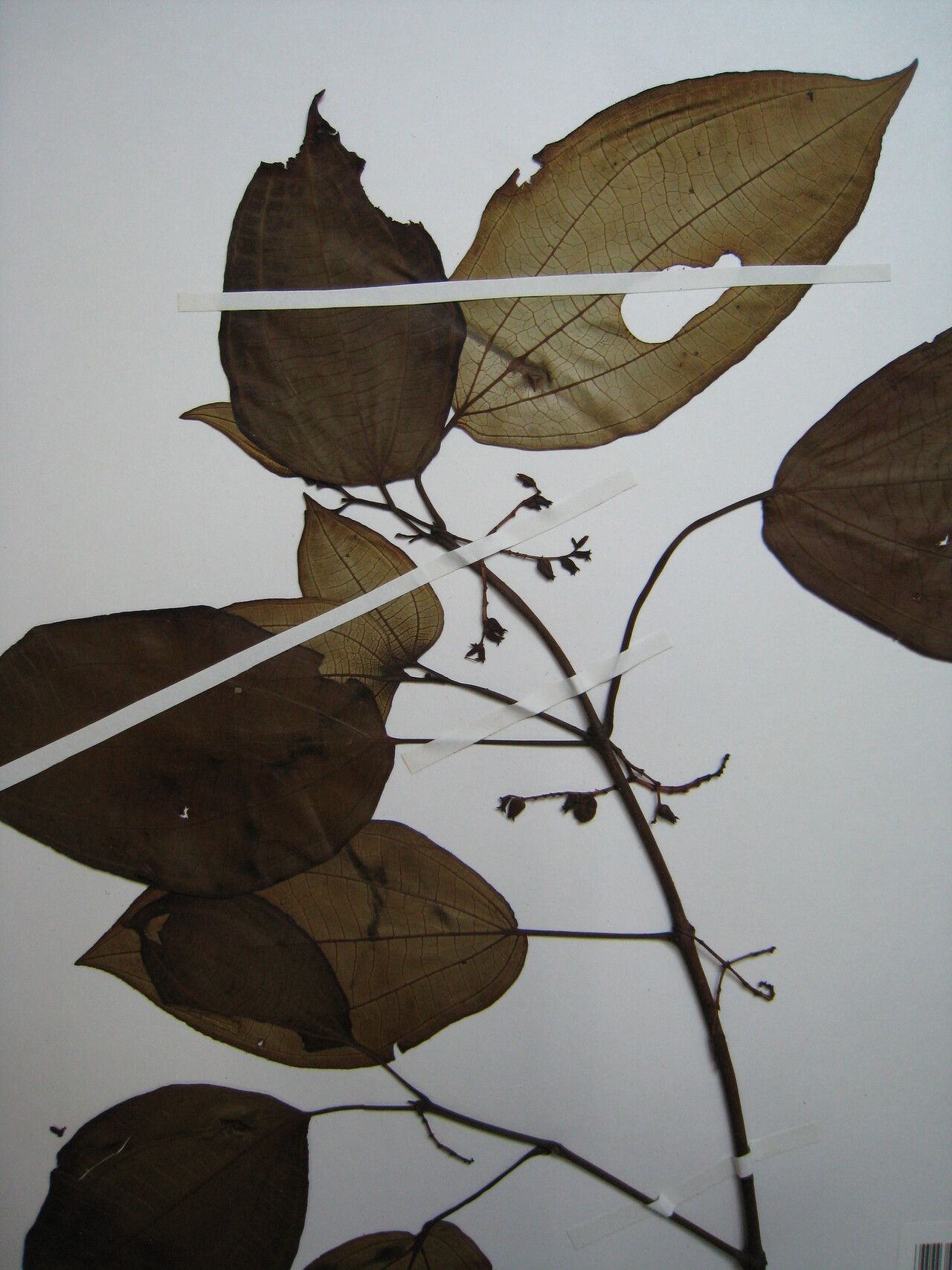 Miconia trimera other