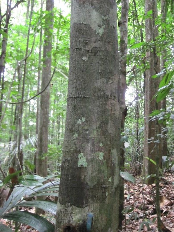 Virola michelii habit