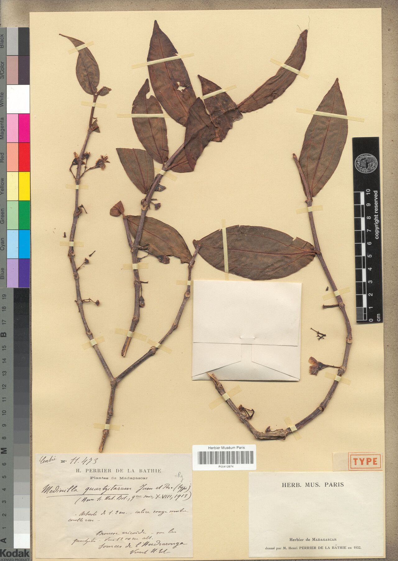 Medinilla quartzitarum — search result for 'Medinilla'