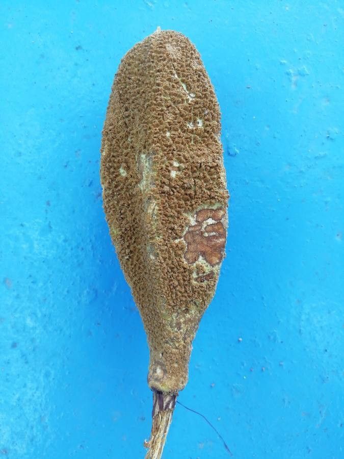 Pterospermum acerifolium fruit