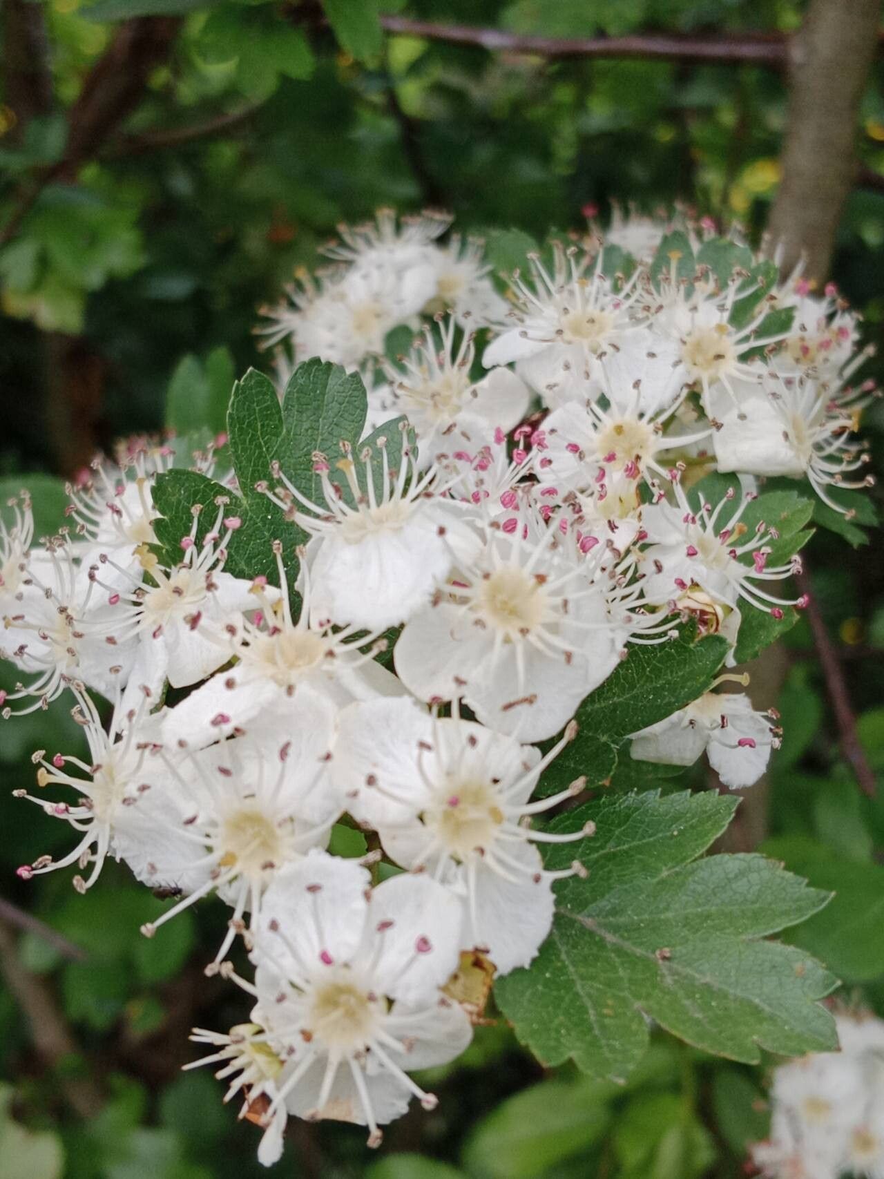 Hedlundia thuringiaca flower