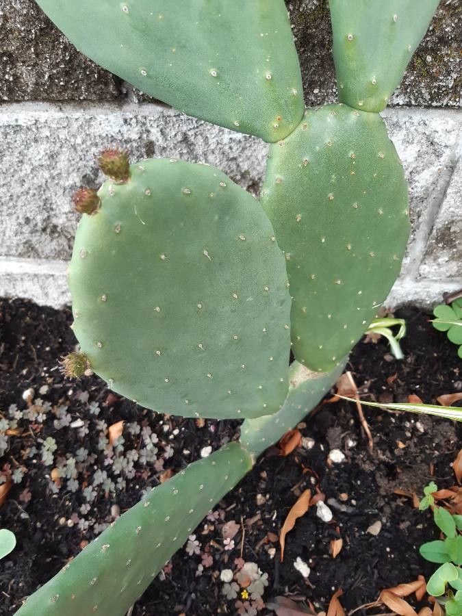 Opuntia ellisiana leaf