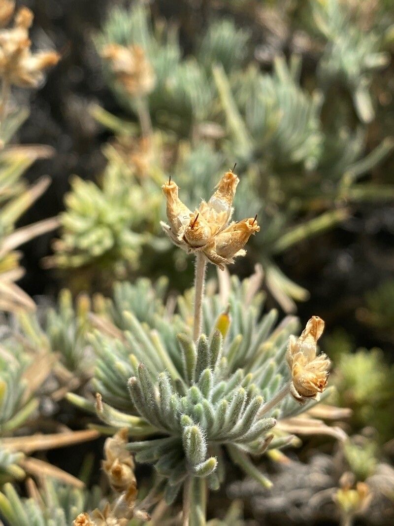 Plantago webbii flower