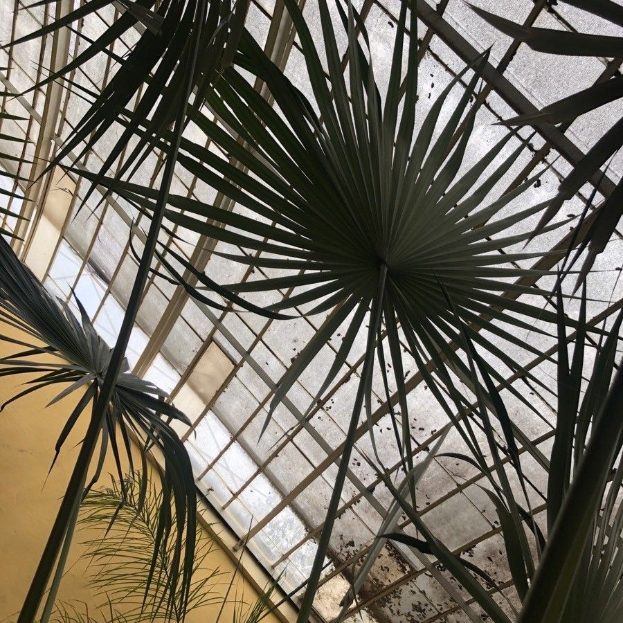 Coccothrinax crinita leaf