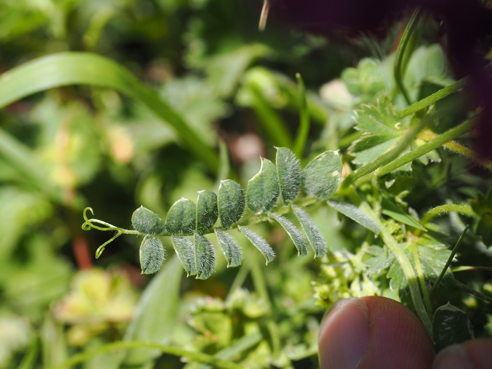 Vicia alpestris