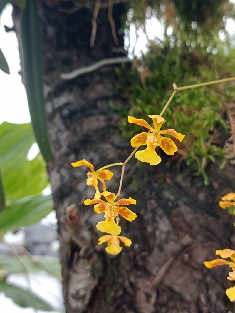 Grandiphyllum auricula — houseplant care guide