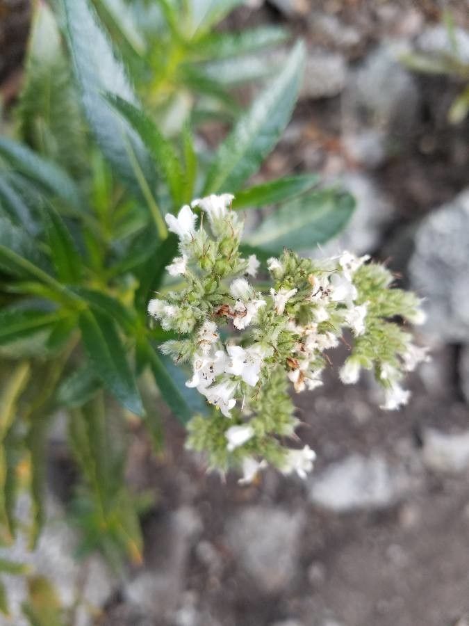 Eriodictyon angustifolium flower