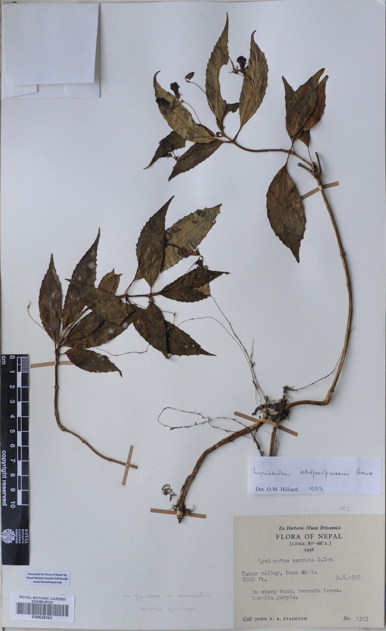 Lysionotus atropurpureus — related species from the same genus