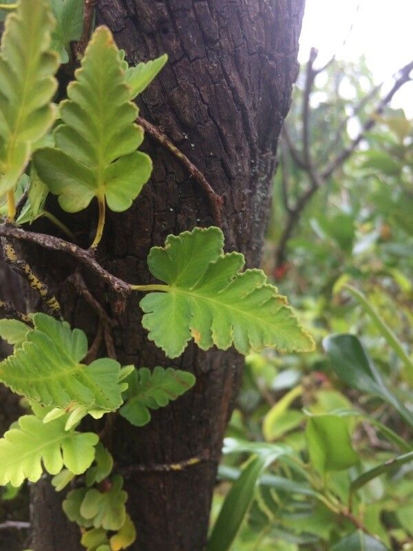 Davallia repens leaf