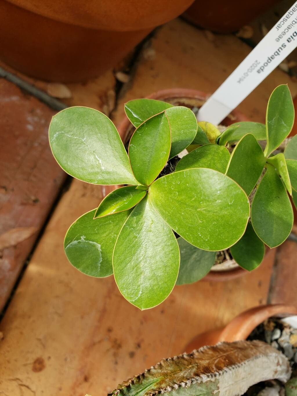 Euphorbia subapoda — houseplant care guide