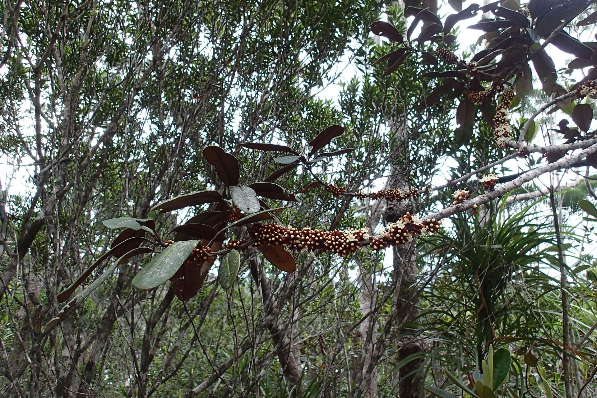 Pycnandra heteromera habit