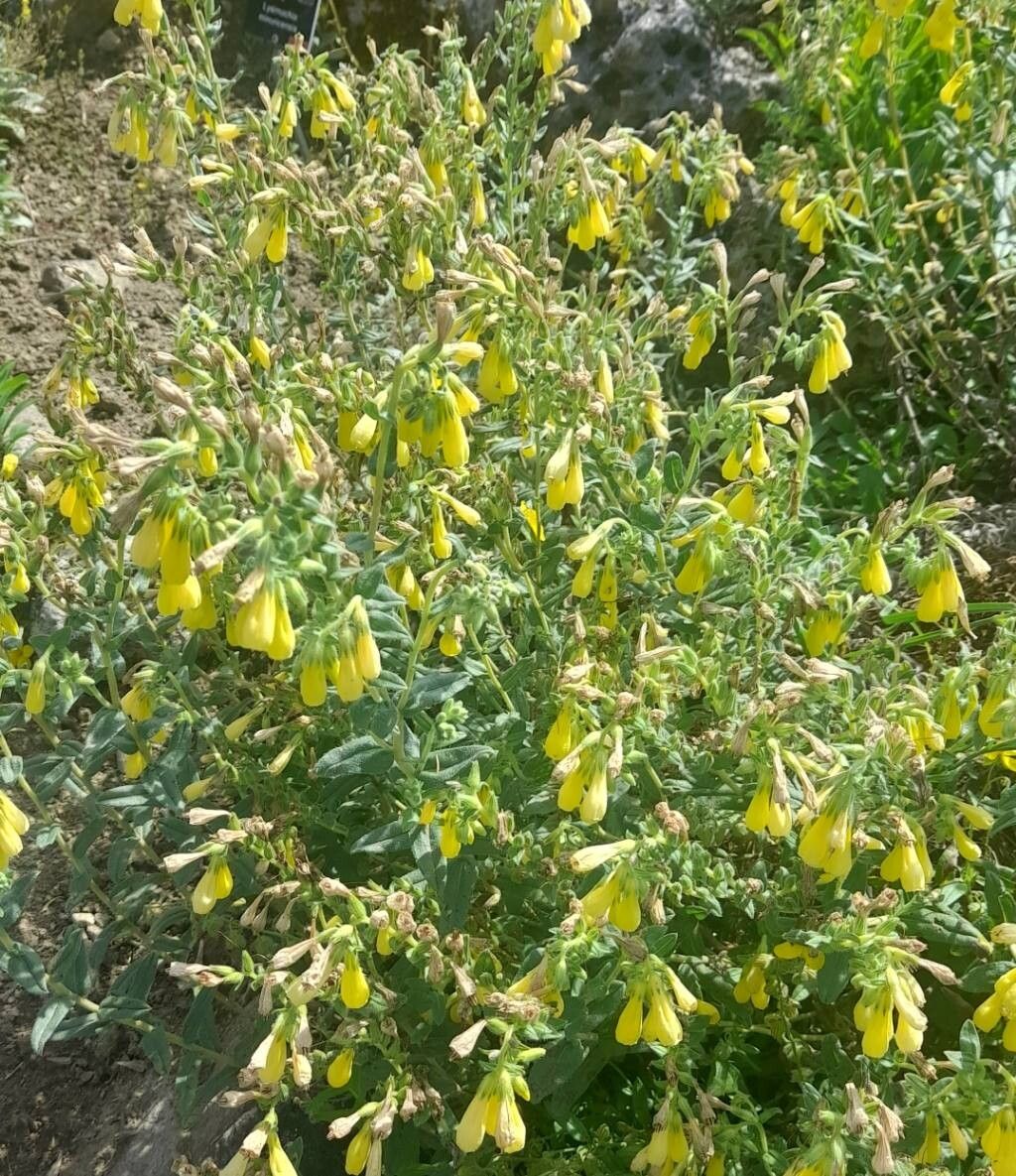Onosma stellulata habit