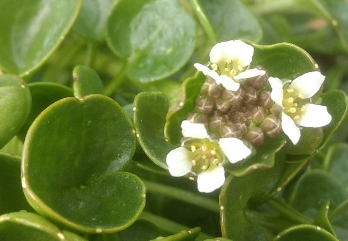 Cochlearia pyrenaica habit