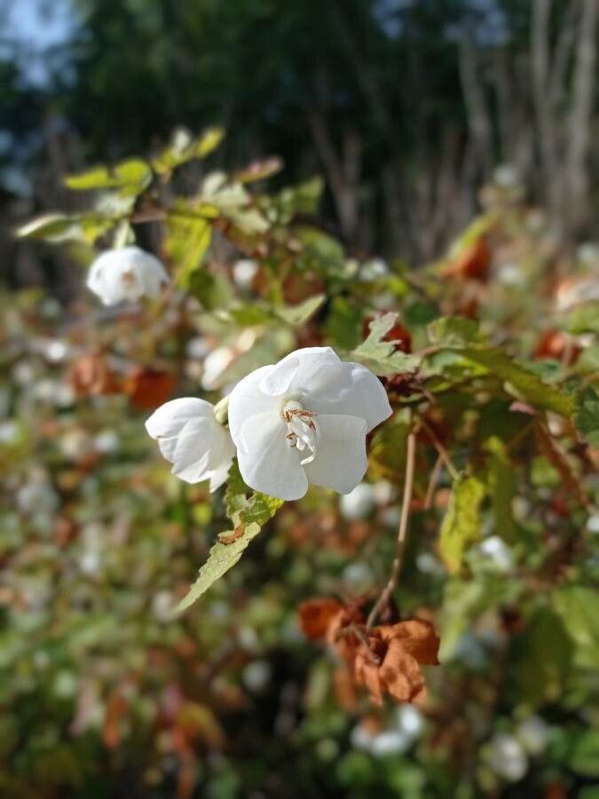 Dombeya tiliacea flower