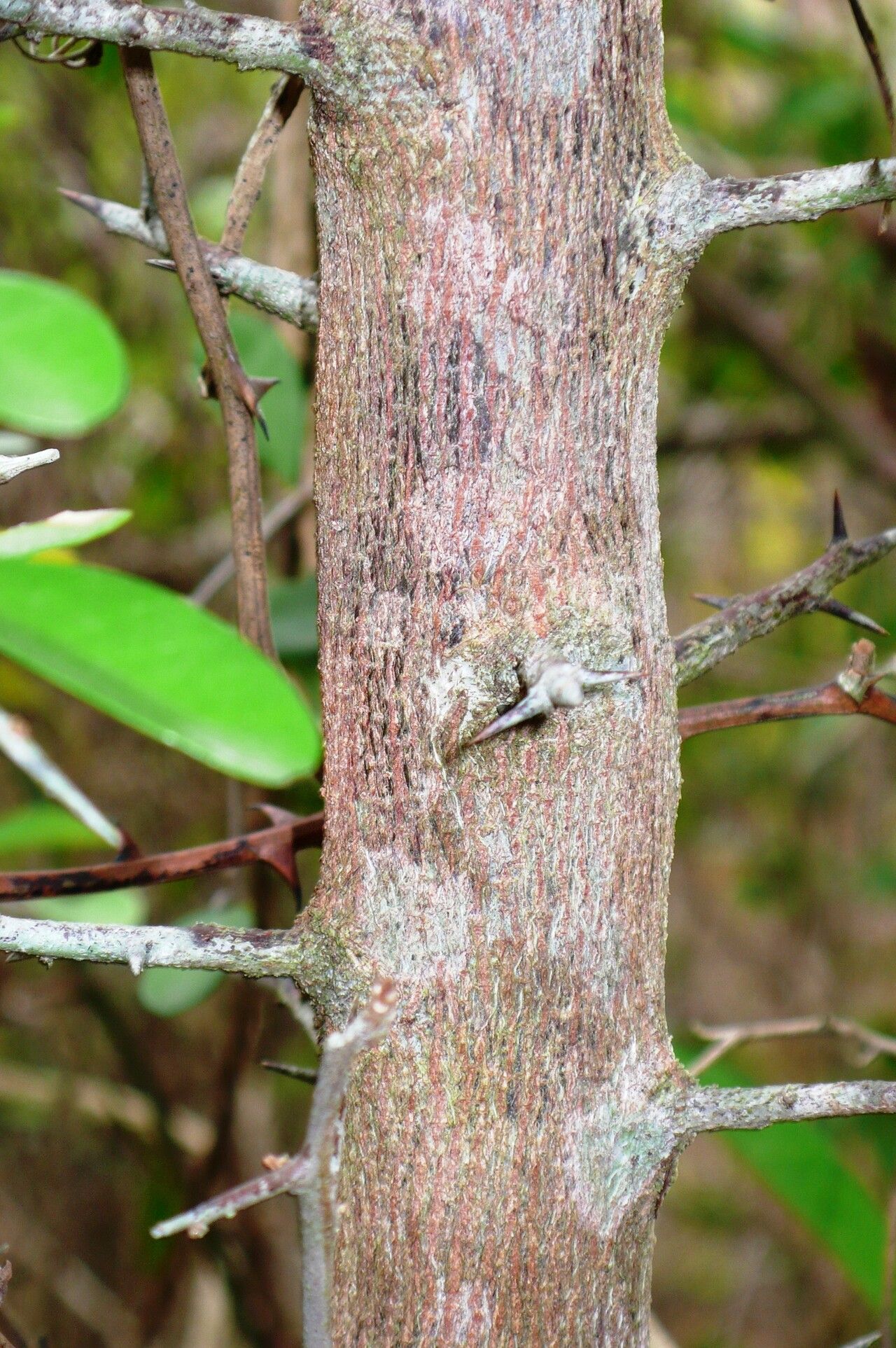 Sideroxylon obtusifolium bark